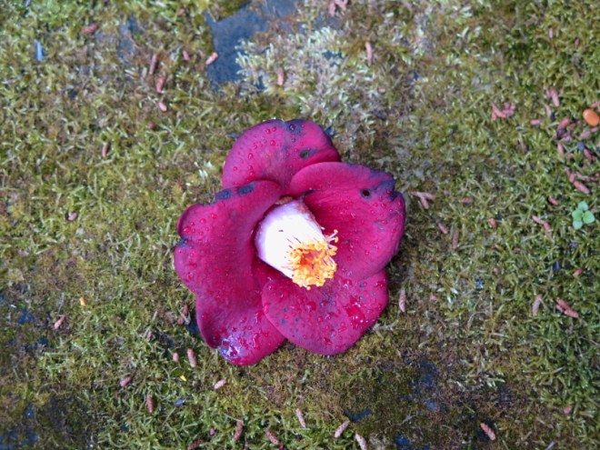 110FlowerZenkaiTombRakanjiTemp