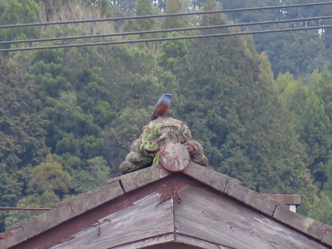 127BlueBirdYamakuniRiverVillage