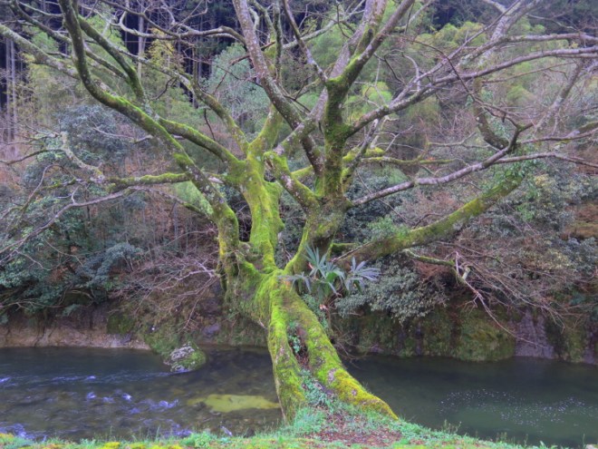 137MossTreeMonkeyGorgeYama