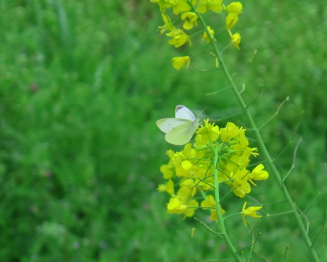 148OilSeedButtPostGrahYamakuniWalk