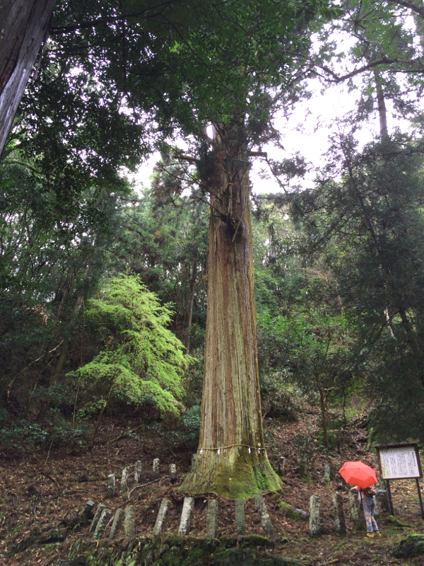 152CedarTreePostGrahYamakuniWalk