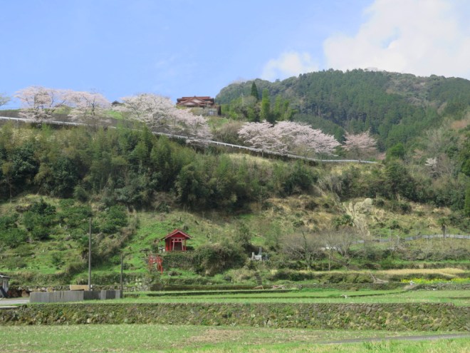 158WalkYabakeiCycleTerm5