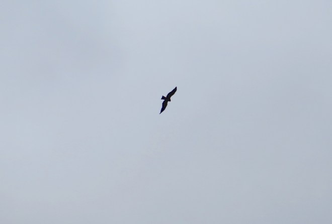 64BlackKiteAonodomonYabakai