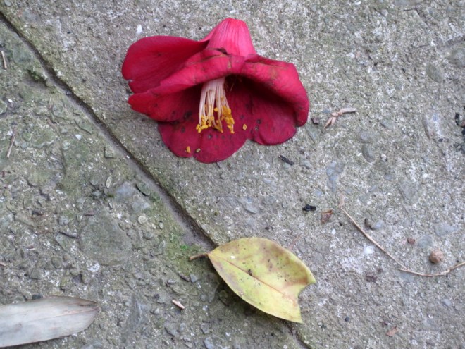 70MountainFlowerYabakaiHighPass